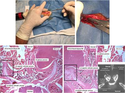 Ultrasound-based assessment of the expression of inflammatory markers in the rectus femoris muscle of rats